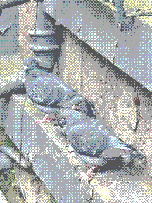 a trio of check rock doves sitting on a ledge. the middle one is a fledgling and faces the wall while their parents stand facing the street. theyre all puffy and cosy